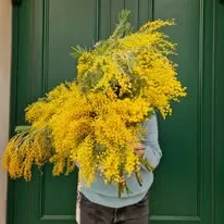 Foto de Saudade Flores