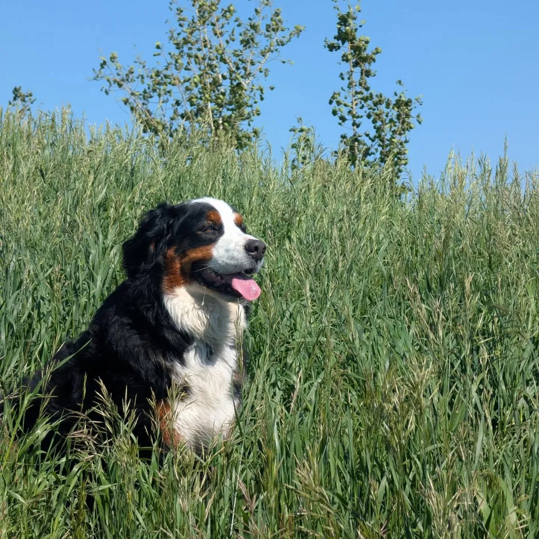 Paws On A Journey