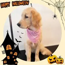 Foto de Grooming Place