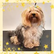 Foto de Grooming Place