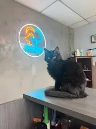 Foto de Pet Luv Grooming Service